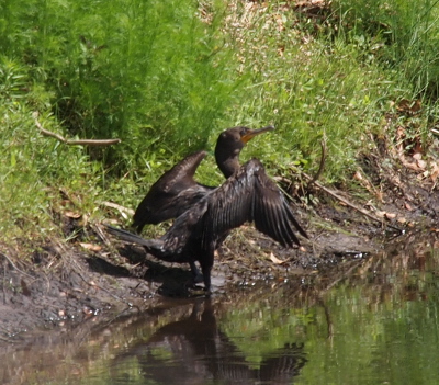 [A cormorant stands at the edge of the water facing away from the camera with its wings slightly outstretched.]
